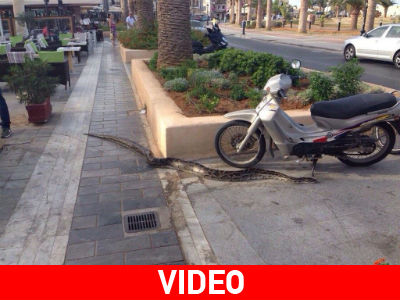 Πύθωνας «κόβει» βόλτες στο κέντρο του Ρεθύμνου