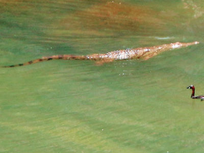 Αγνώστου… «πατρός» ο Σήφης