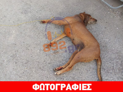 Έσυραν σκύλο με αυτοκίνητο και τον χτύπησαν μέχρι θανάτου
