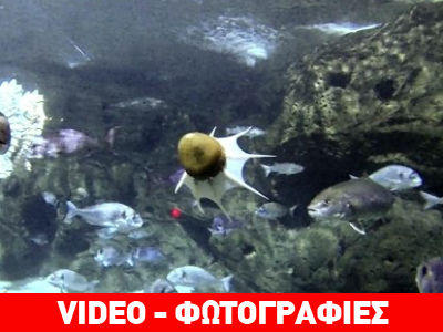 Χταπόδι – ρομπότ στο ενυδρείο της Κρήτης