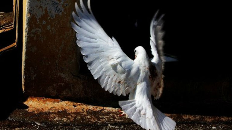 Ξάνθη: Κινητοποίηση της Πυροσβεστικής για περιστέρι που παγιδεύτηκε σε κλιματιστικό