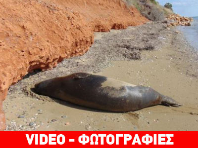 Φώκια… χαλαρώνει σε παραλία