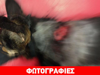 Σοκ: Βρήκαν πυροβολημένο σκύλο με σκάγια σε όλο το σώμα