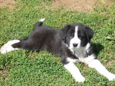 Αχαΐα: Πυροβόλησε και σκότωσε σκύλο