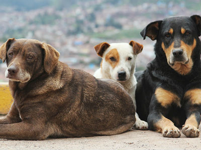 Μαζεύει αδέσποτα και τα πουλά παράνομα στο εξωτερικό