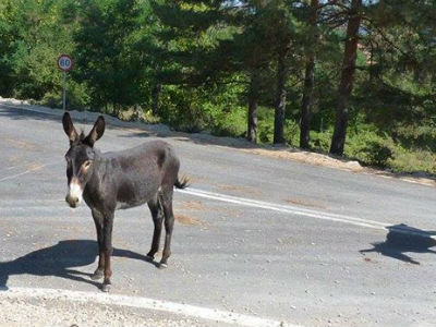 Λέσβος: Τέσσερα γαϊδουράκια κόβουν βόλτες στους δρόμους