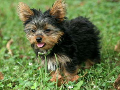 ΗΠΑ: Σκυλάκι ενός έτους βρέθηκε 2.896 χιλιόμετρα μακριά από το σπίτι του