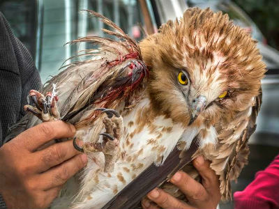 Τραυματισμένος φιδαετός στο Εθνικό Πάρκο Τζουμέρκων