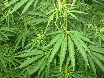 Ηράκλειο: Καλλιεργούσε τη δική του κάνναβη