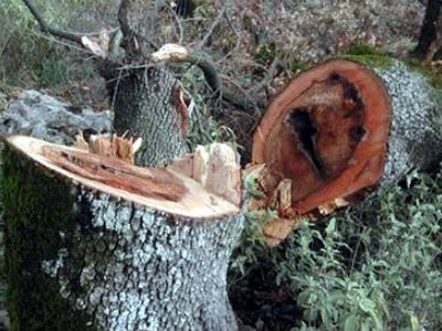 Άγριο «τσεκούρι» στην Αιτωλοακαρνανία