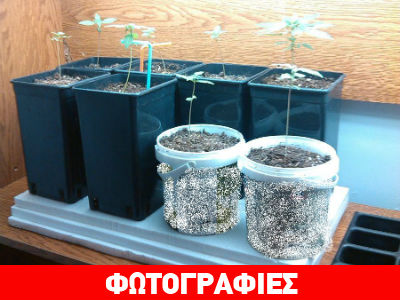 High – tech εργαστήριο καλλιέργειας κάνναβης