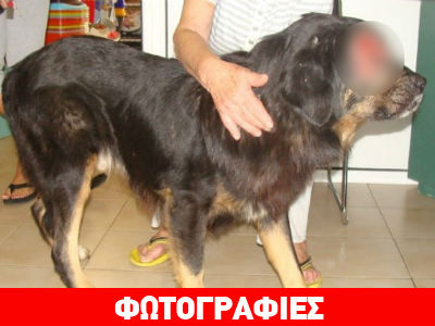 Σοκ: Πυροβόλησαν σκύλο στο μάτι