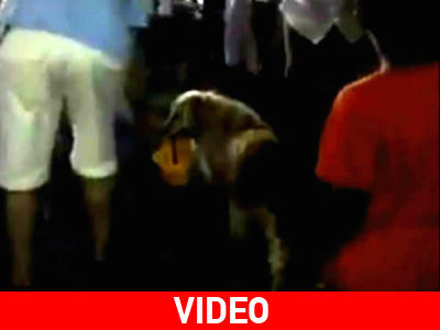 Χανιά: Σκύλος-ζητιάνος κλέβει καρδιές