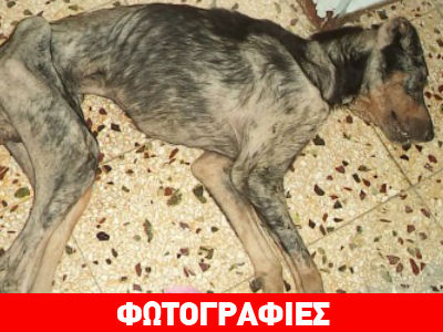 «Kολαστήριο ζώων» στο κέντρο του Ηρακλείου