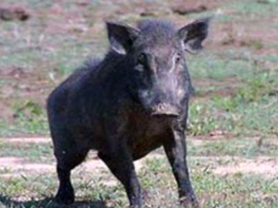 Αγριογούρουνο έστειλε στο νοσοκομείο κυνηγό