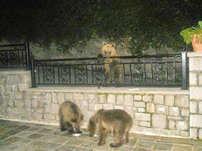 Αρκουδάκια αναζητούν τροφή στους δρόμους του Μετσόβου