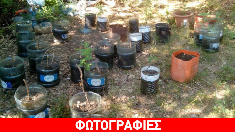Αγρίνιο: Οι γλάστρες έκρυβαν κάνναβη