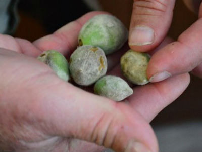 Αιτωλοακαρνανία: Ζημιές σε καλλιέργειες από τον παγετό