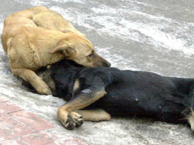 Ιωάννινα: Νεκρά δύο σκυλιά από φόλες