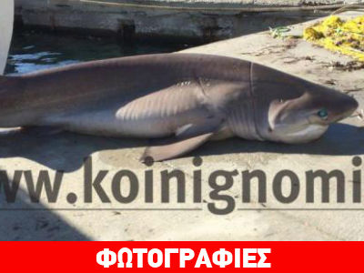 Καρχαριοειδές 150 κιλών στα δίχτυα ψαρά