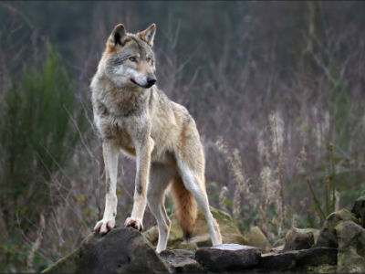 Εντοπίστηκε νεκρός λύκος στην Πτολεμαΐδα