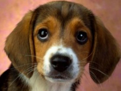 Σκότωσε κουτάβι χτυπώντας το με σφυρί!