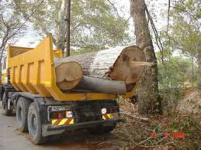 Πτώση δέντρου κινητοποίησε Πυροσβεστική και ΔΕΗ