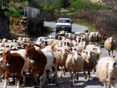 «Μίλησαν» ξανά οι μαγκούρες στην Κρήτη