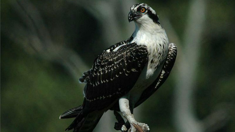 Έβρος: Εντοπίστηκε ψαραετός εκτός μεταναστευτικής περιόδου μετά από 49 χρόνια