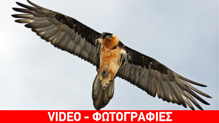 Ηράκλειο: Γυπαετός «προσγειώθηκε» σε ταράτσα