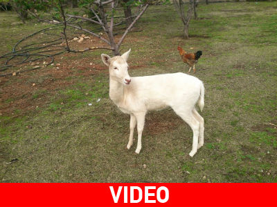 Ένα ροδίτικο ελάφι βρέθηκε στην Ξάνθη!