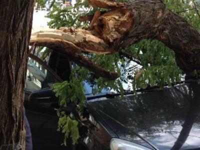 Θεσσαλονίκη: Δέντρο καταπλάκωσε αυτοκίνητα