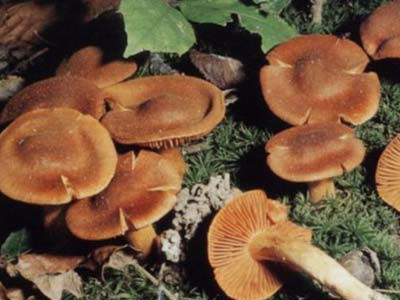 Πέθανε μοναχός του Αγίου Όρους από δηλητηριώδη μανιτάρια