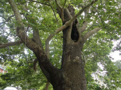 «Αρρώστησε» πλάτανος 400 ετών