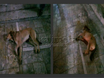 Δηλητηρίασαν σκύλο σε αυλή σχολείου