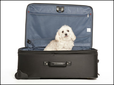 Ηράκλειο: Ταξίδευαν με… σκυλιά στις αποσκευές τους