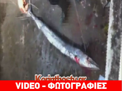 Κόρινθος: Ξιφίας στα δίχτυα ψαράδων