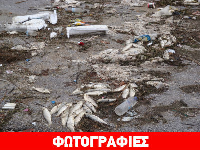 Ξάνθη: Γέμισε νεκρά ψάρια το Πόρτο Λάγος