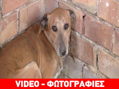 Σκελετωμένος σκύλος βρέθηκε δεμένος μέσα σε ερείπιο