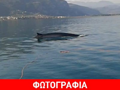 Φάλαινα 12 μέτρων έκανε βόλτες στα Καμένα Βούρλα
