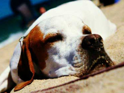 Δηλητηρίασαν σκυλιά στα Τρίκαλα