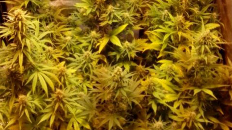 Ηράκλειο: Χειροπέδες σε Γερμανίδα για… 26 δεντράκια