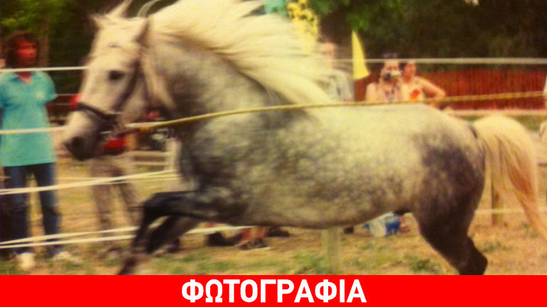 Έκλεψαν άλογο στη Λάρισα