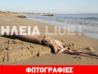 Γιγάντιο καλαμάρι στην παραλία του Κατάκολου