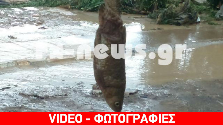 Νέα Φιλαδέλφεια: Πλημμύρισαν σπίτια από χείμαρρο – Βγήκαν ψάρια σε δρόμους