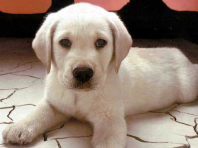 Δεν μπορούσαν να… αποχωριστούν τον σκύλο τους