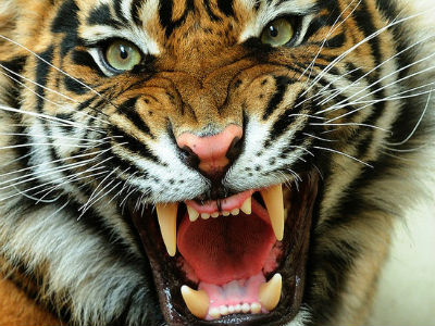 Κίνα: Τίγρης σκότωσε κοριτσάκι