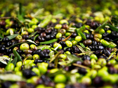 Πάτρα: Ο δρόμος γέμισε… ελιές