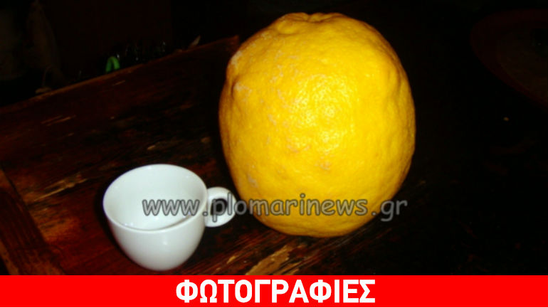 Λεμόνι – γίγας στο Πλωμάρι
