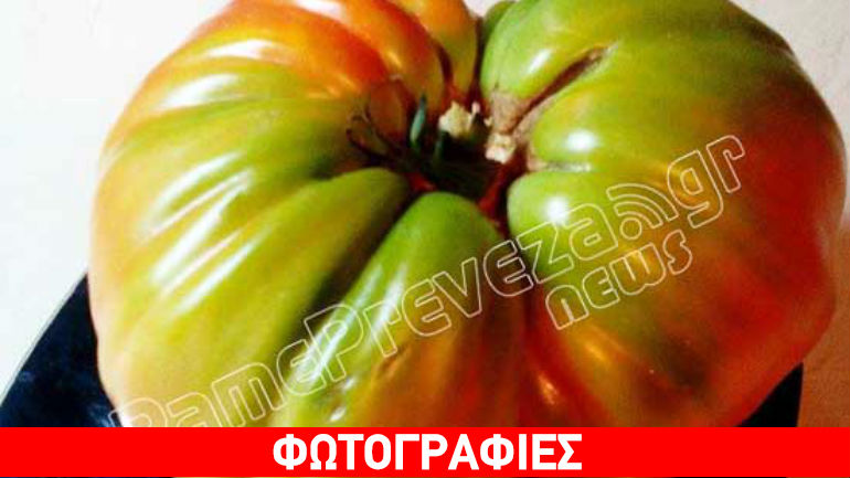 Πρέβεζα: Ντομάτα για.. Guinness